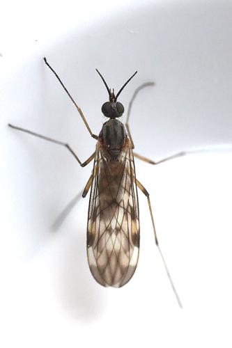 Réf. 337 822 : Sylvicola cinctus